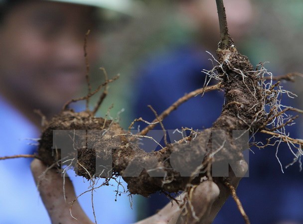Tỉnh Quảng Nam công bố chỉ dẫn địa lý loại sâm tốt nhất thế giới