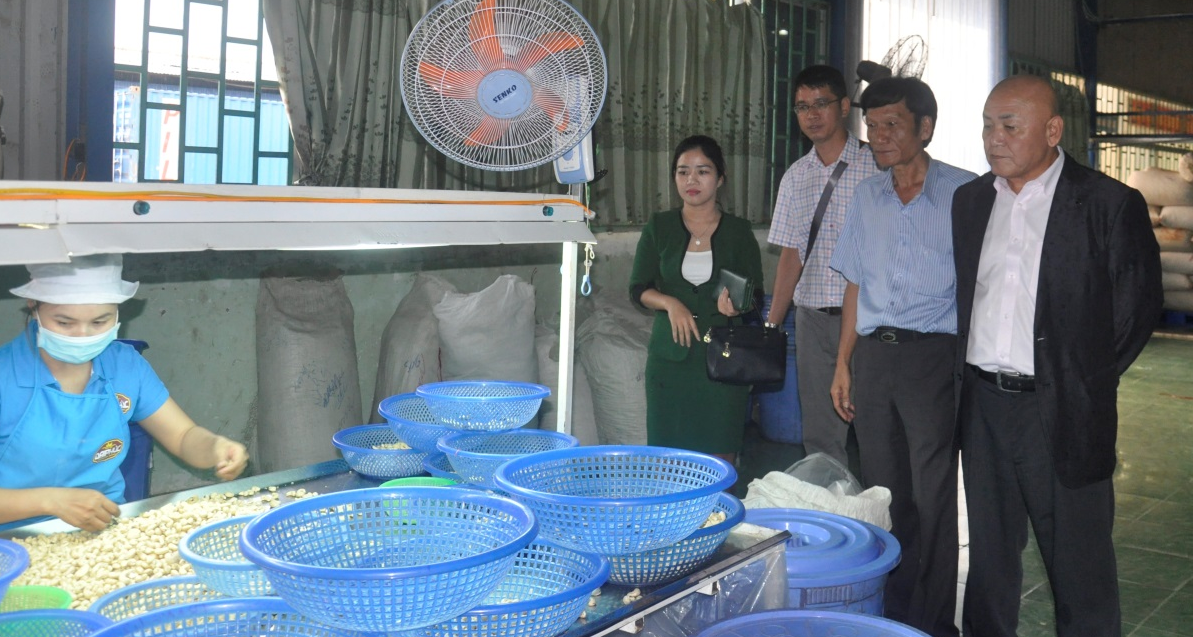 Doanh nghiệp Nhật Bản tìm hiểu thị trường hạt điều Bình Phước