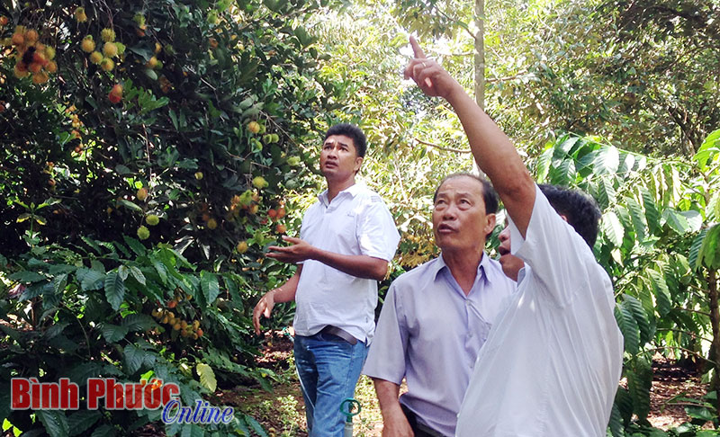 Vườn cây đa canh hiệu quả ở Minh Hưng