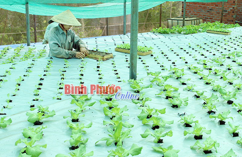 X&acirc;y dựng m&ocirc; h&igrave;nh điểm HTX n&ocirc;ng nghiệp gắn với ứng dụng khoa học c&ocirc;ng nghệ