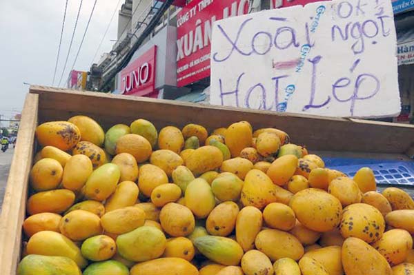 Xoài có hạt như ni lông là xoài thật