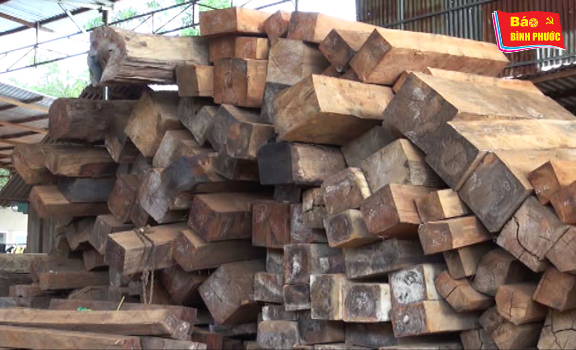 [Video] Phát hiện doanh nghiệp tàng trữ hơn 19,3m3 gỗ lậu