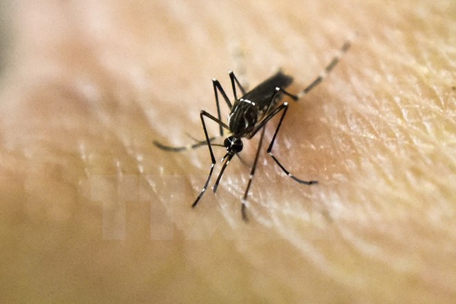 Phát hiện kháng thể có thể giúp sản xuất vắcxin phòng virus Zika
