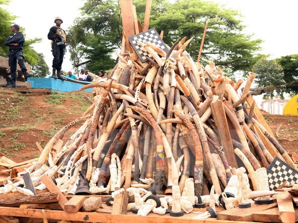 Báo động tình trạng gia tăng tội phạm môi trường trên toàn cầu