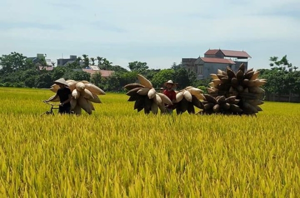 Vẻ b&igrave;nh dị của l&agrave;ng đan đ&oacute; hơn 200 tuổi trong nắng thu