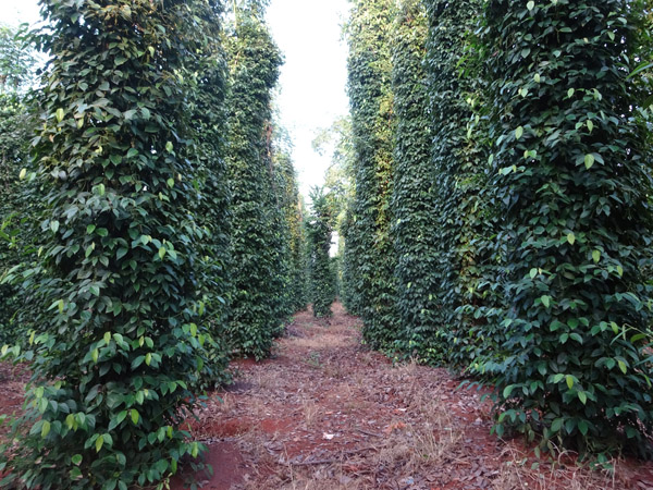 Bài học hồ tiêu Kampot