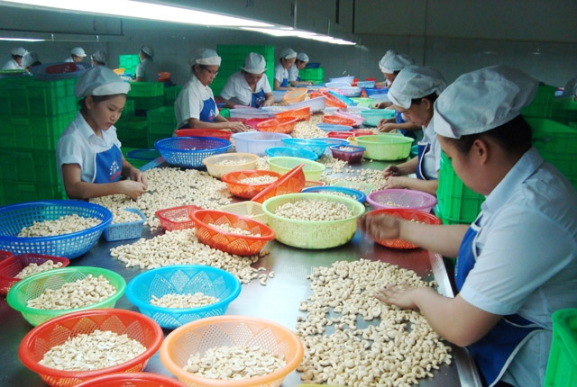 Ngành điều Bình Phước hướng đến sản xuất lớn, hiện đại