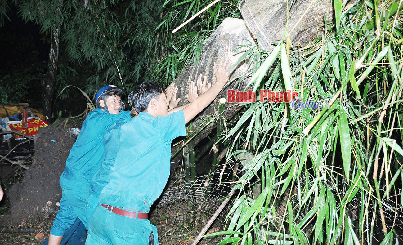 Cây cóc rừng đổ trúng nhà dân