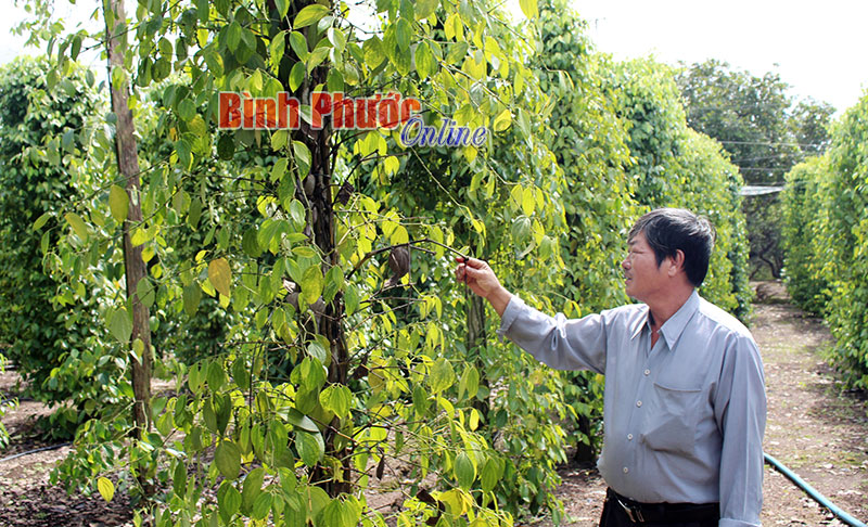 “Báo động đỏ” lạm dụng phân bón hóa học trong trồng tiêu