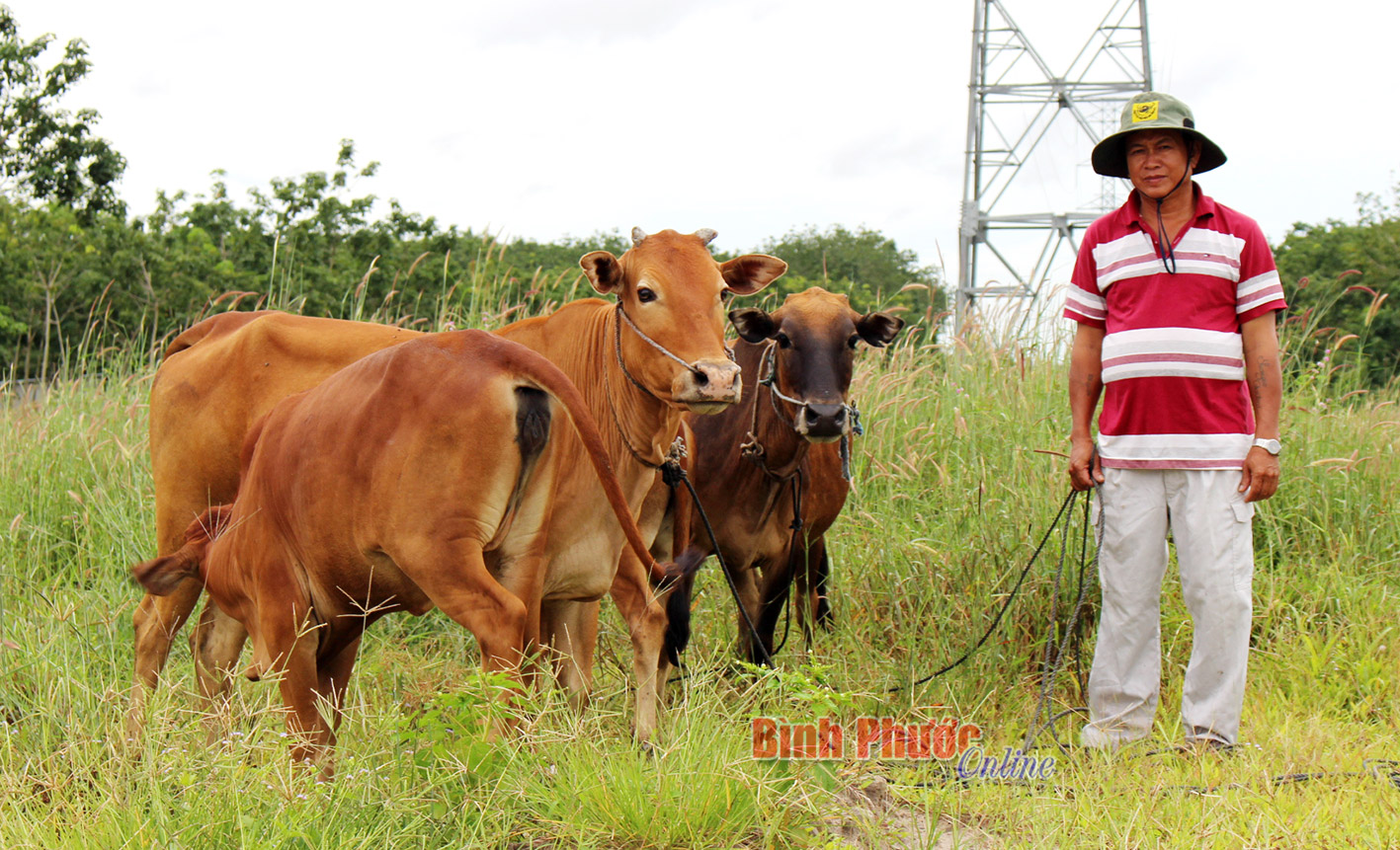 Nghề nuôi bò ở Minh Thành cần hướng đến chăn nuôi tập trung