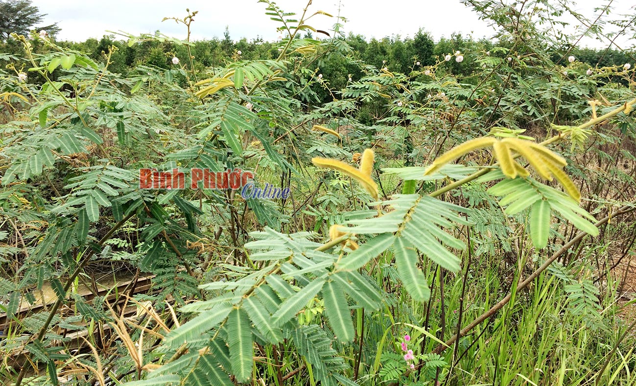 Nguy cơ xâm hại từ cây mai dương