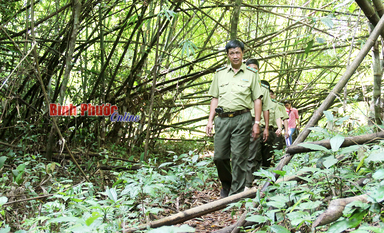 Lập cơ sở dữ liệu về rừng trong to&agrave;n tỉnh