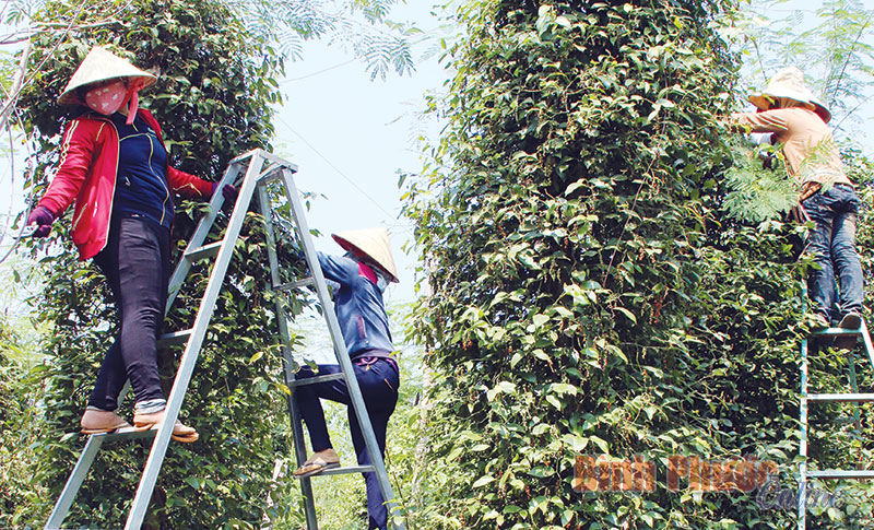 Bước đi bền vững của hồ tiêu Bình Phước