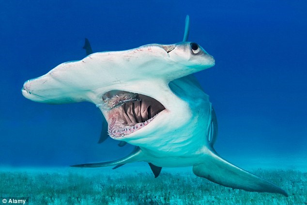 Đấm chết con cá mập đầu búa rồi kéo lên chụp ảnh "tự sướng"