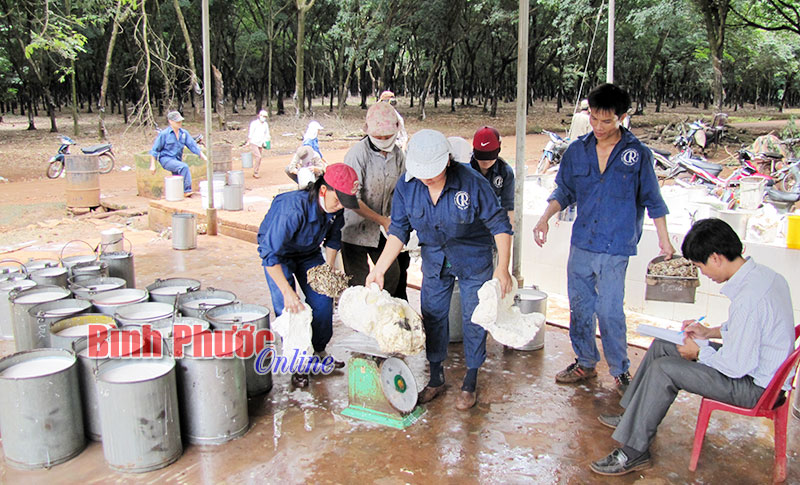 Công ty TNHH MTV Cao su Phú Riềng: 9 tháng nộp ngân sách 33,6 tỷ đồng