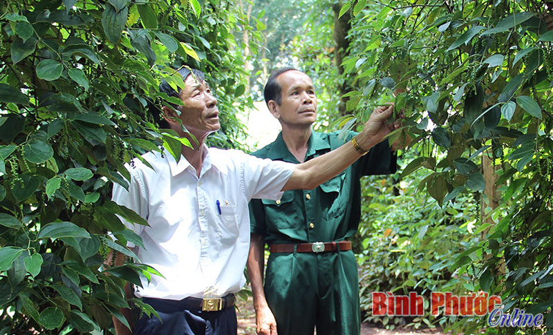 Cựu chiến binh giúp nhau thoát nghèo