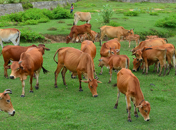 Giảm nuôi trâu, tăng nuôi bò