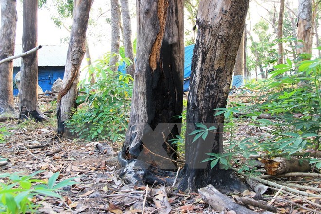 X&ocirc; x&aacute;t v&igrave; tranh chấp đất rừng l&agrave;m 3 người chết, nhi&ecirc;̀u người bị thương