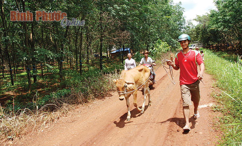 Đồng Phú bàn giao 31 con bò sinh sản cho đồng bào nghèo