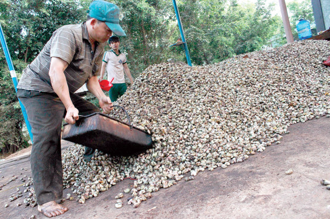 Giá điều tăng kỷ lục: nông dân lại "được giá mất mùa"