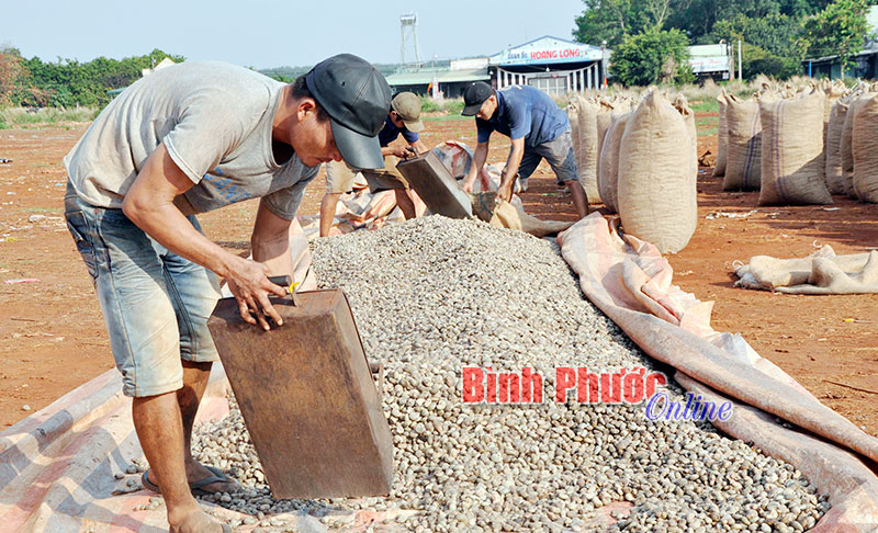 “Trả ơn” cây điều