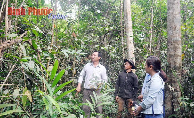 HTX Phú Tiến - làm tốt giao khoán, bảo vệ rừng