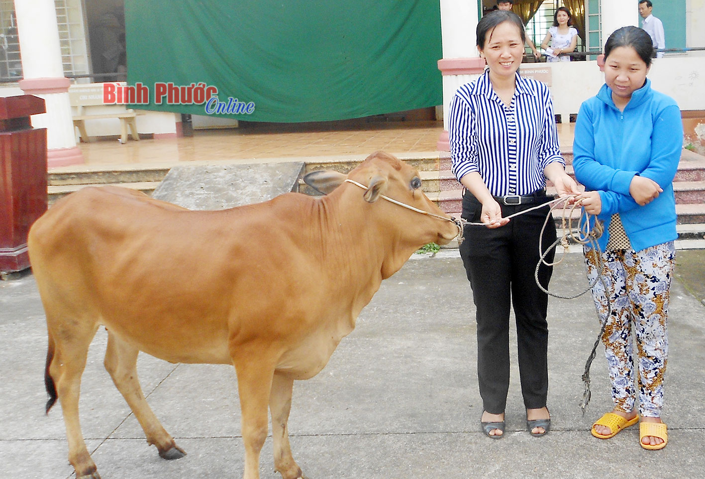 7 hộ nghèo, đặc biệt khó khăn xã Tiến Thành được trao bò lai sind sinh sản