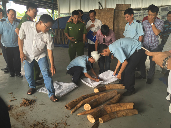 Phát hiện lượng lớn ngà voi nhập lậu