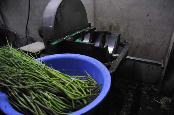 Phát hiện cơ sở bào rau muống ngâm rau bằng hóa chất 