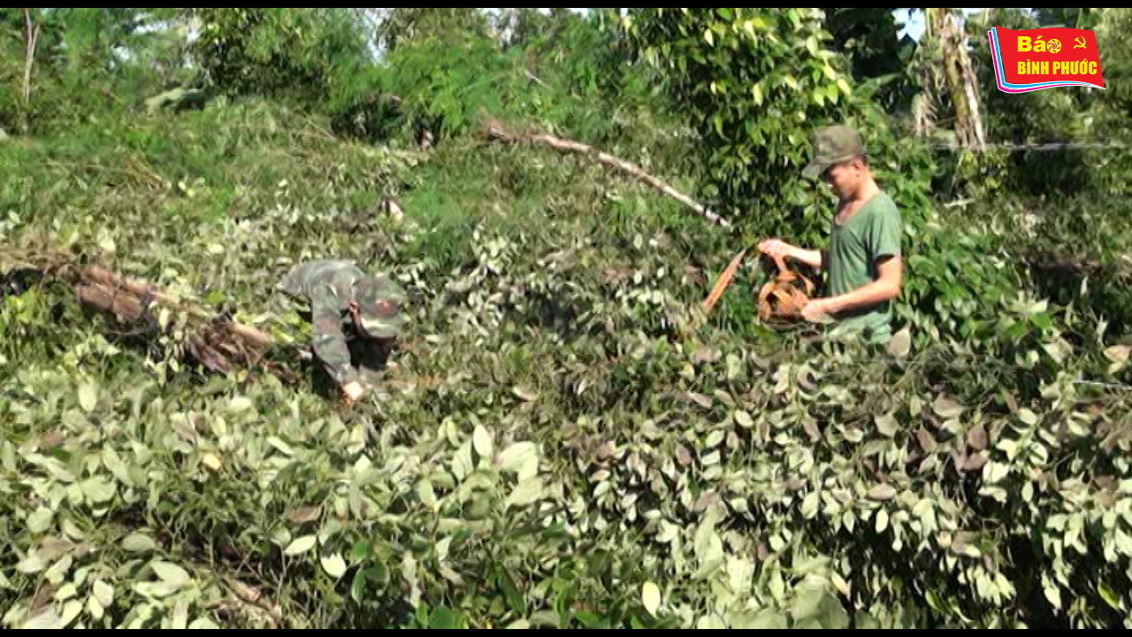 [Video] Bộ đội biên phòng Bình Phước giúp dân khắc phục hậu quả do lốc xoáy