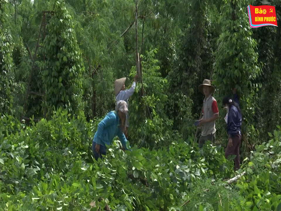 [Video] Người dân Hớn Quản, Lộc Ninh oằn mình sau cơn lốc