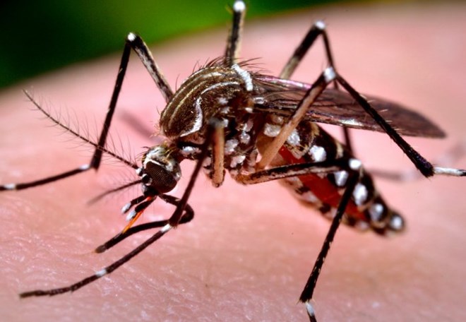 Phát hiện về muỗi vằn mang virus Zika lưu hành ở Việt Nam