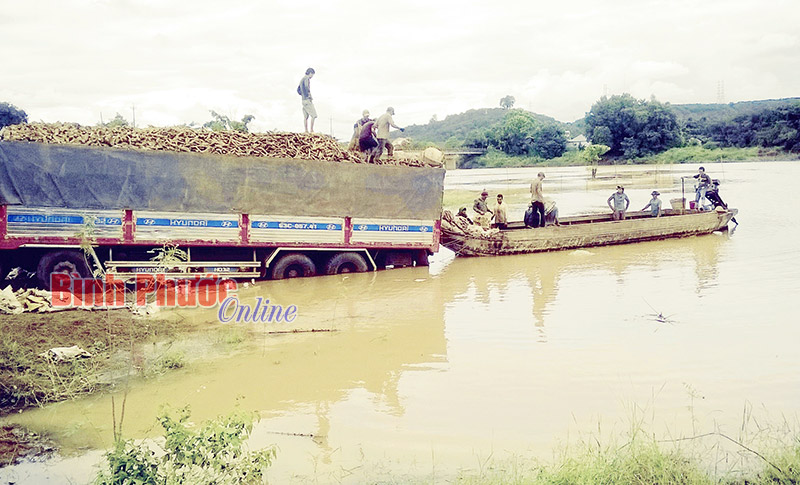 Mùa mì khó nhọc