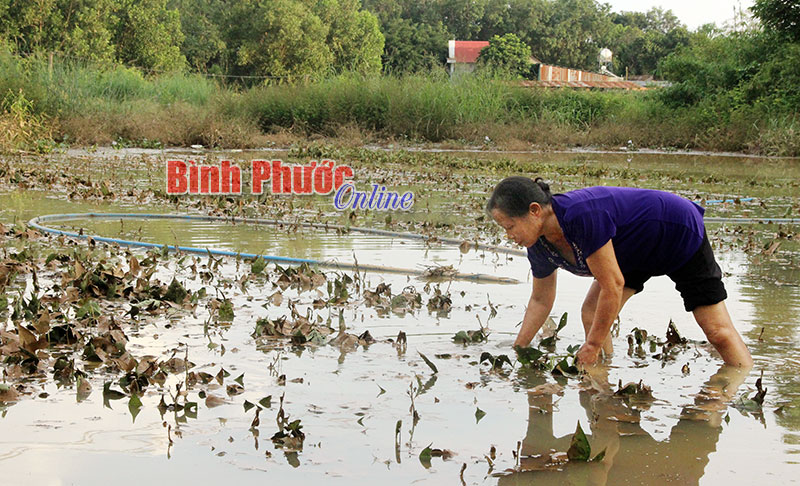 Mùa rau… “đắng”