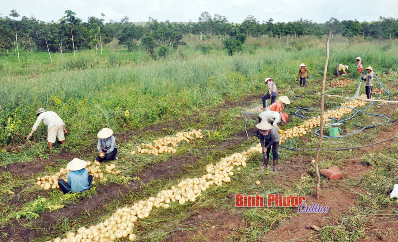 Mùa sắn nhạt