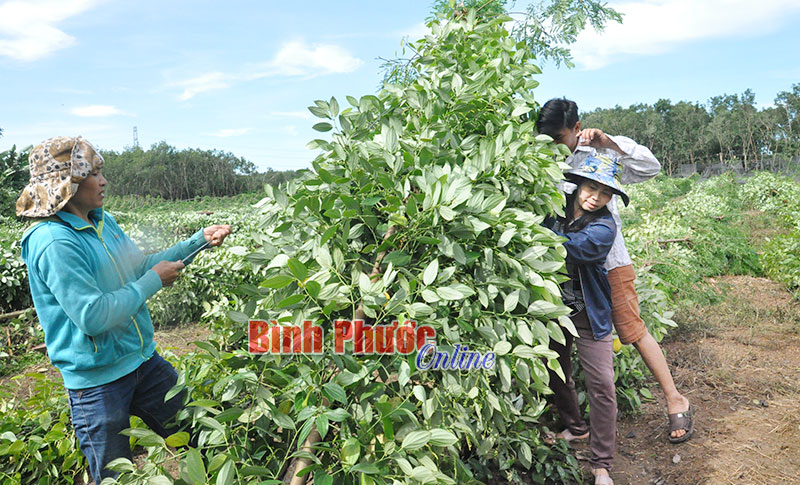 Người dân Hớn Quản, Lộc Ninh oằn mình sau lốc xoáy