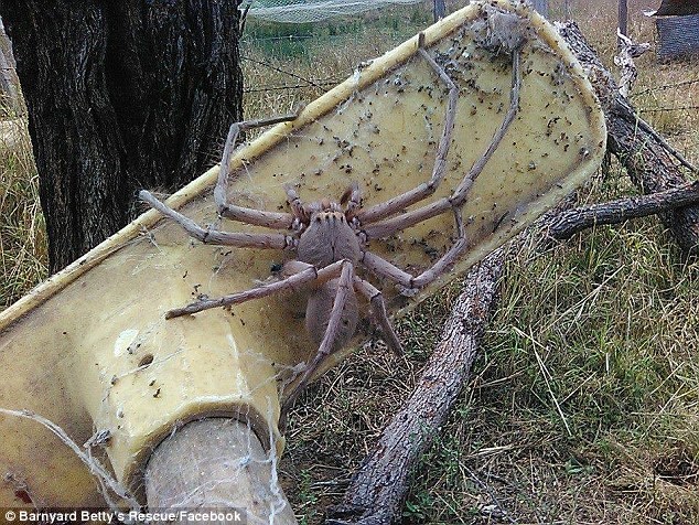Ám ảnh với con nhện khổng lồ được phát hiện tại Australia
