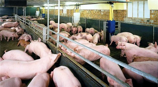Phát hiện chất cấm cysteamine trong chăn nuôi heo
