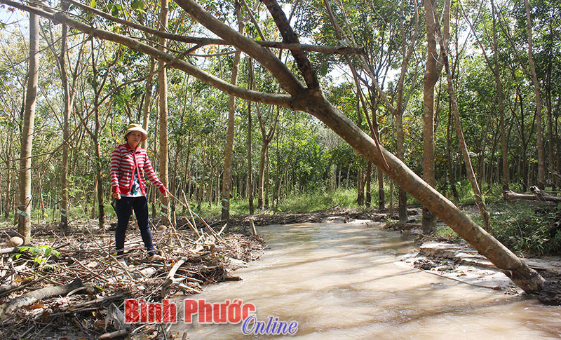 Cao su dọc suối Muồng chết cháy nghi do “ngậm” nước thải công nghiệp