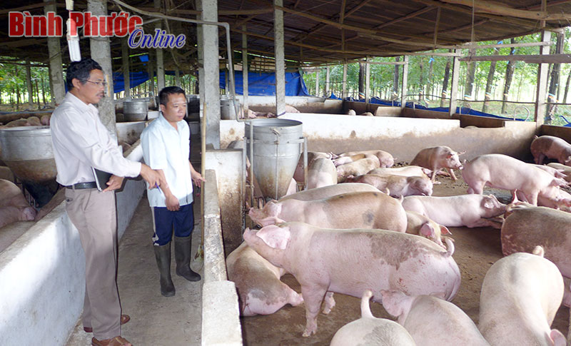 Thành công từ nuôi heo gia công