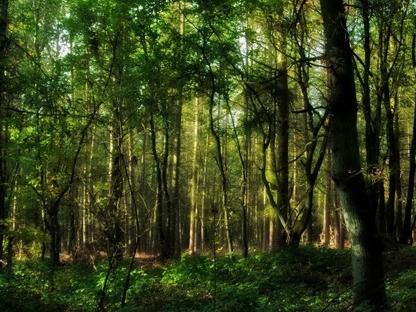 Phát hiện hơn 30 loài thực vật mới tại "đất nước kênh đào"