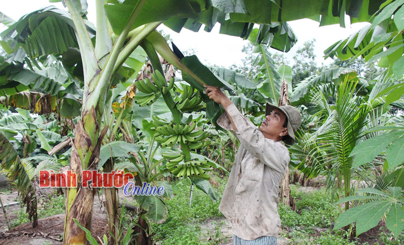 Chính sách BHXH tự nguyện: “Cầu thang có tay vịn” cho người lao động