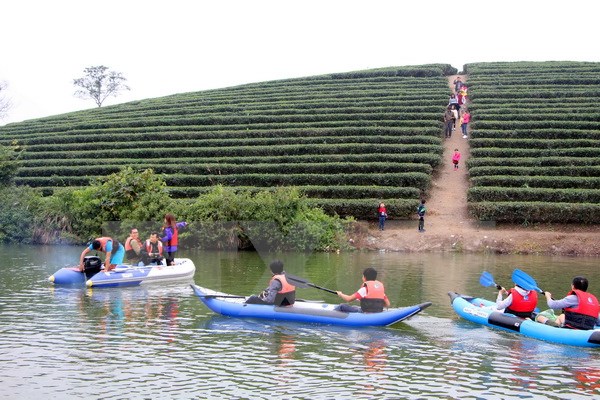 Lạ lẫm với đảo chè Cầu Cau - một “Hạ Long của xứ Nghệ”