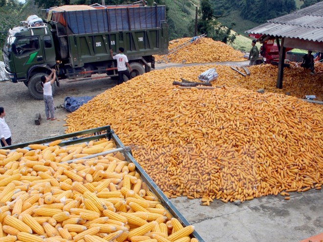 Tạm ngừng nhập khẩu lạc và bột bã ngô do bị nhiễm mọt nguy hiểm