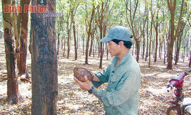 VRG tiếp tục kiến nghị chính sách hỗ trợ công nhân DTTS