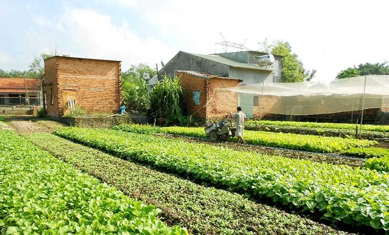 Hợp tác xã Xuân Đồng "lỡ hẹn" với rau tết