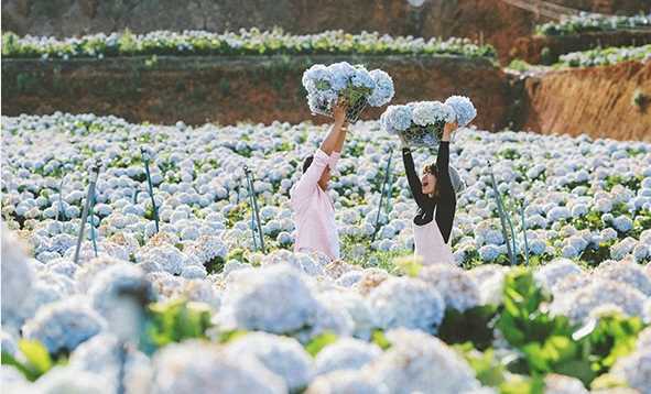 Những địa điểm du lịch gây sốt nhờ cánh đồng hoa