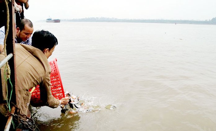 Phóng sinh thế khác nào hủy diệt môi trường sống!