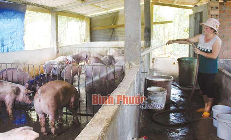 Đồng bào thôn 4, xã Bình Minh phát triển mạnh nuôi heo
