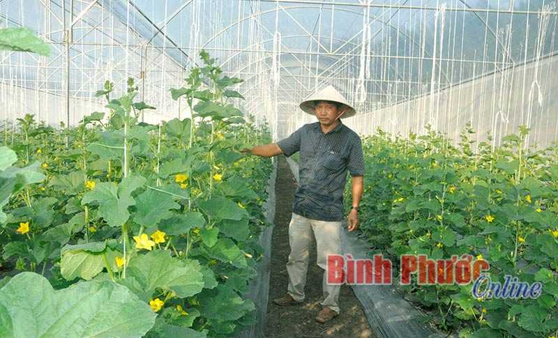 Trồng dưa lưới công nghệ cao giá rẻ